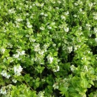 蓝莓苗，钵苗，苔藓苗，地栽苗，