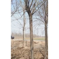 大量供应白腊，国槐，榆树，老枣树等