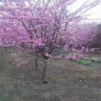 基地2公分榆叶梅小苗的报价