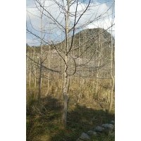 长期供应金桂2到20公分,银杏树3到40公分