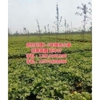 常年供应各种规格银杏苗木