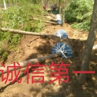 我基地常年大量供应：河北垂柳 河北速生柳 河北白榆 河北金叶榆