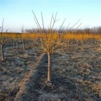 金枝槐产地，金枝槐厂家，20公分金枝槐价格