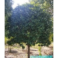 销售3-30公分桂花树