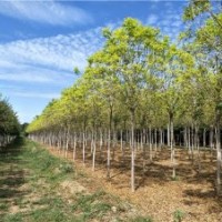 金叶白蜡_金叶白蜡价格_金叶白蜡图片