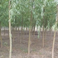 金丝柳_金丝柳价格_金丝柳树苗_金丝柳图片