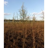 急售垂暴109柳树 1-2cm，高2.5-3.5,20万株
