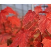 苗圃自产自销十月光辉