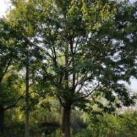 孝昌朴树香樟乌桕直销