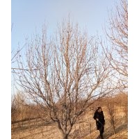 八棱海棠价格 八棱海棠树冬季移植管理