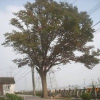 南京白櫸20公分价格,25公分白櫸今年价格