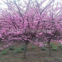 江苏地区***规格的榆叶梅种植基地在哪里？