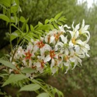 丛生金银木产地批发、价格5快钱钱一棵