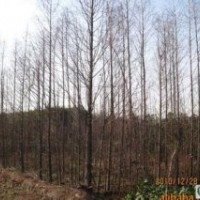 精品10公分水杉价格南京水杉基地