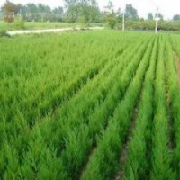 高度2米3米4米蜀桧报价