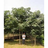 山东七叶树报价现在15公分七叶树价格