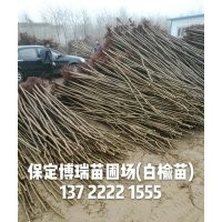 白榆价格，河北长枝榆，榆树基地