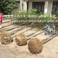 长期供应1-12公分香橼树苗、香橼批发、香橼价格