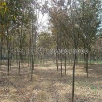 榉树苗产地及产地照片