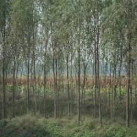 7公分柳树的销售市场行情