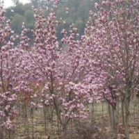 9公分紫玉兰的批发价格