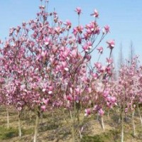 11公分紫玉兰的批发价格