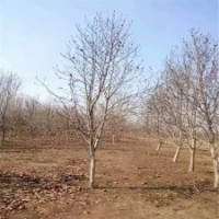 哪里的紫玉兰苗便宜？