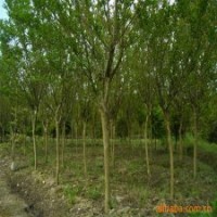 产地直销2公分的紫薇花，低价出售