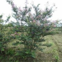 产地直销6公分的紫薇树，低价出售