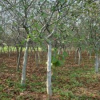 产地直销7公分的垂丝海棠，大量现货