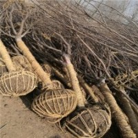 早樱的批发价格是多少钱？