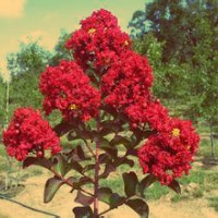 宿松苗木桂花紫薇