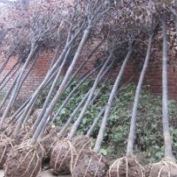 10公分红叶李，产地直销，货源充足