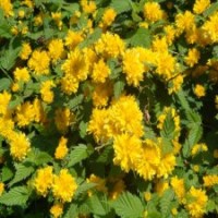 市场上畅销的棣棠球是哪种规格的？