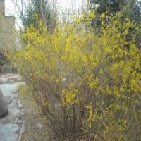 江苏基地连翘图片及连翘的市场价格