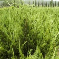 高50公分小龙柏苗的上车价格