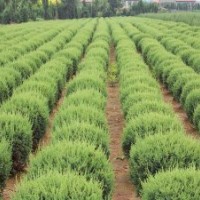 江苏80公分桧柏球的批发价格_货源充足