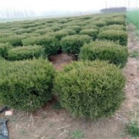 3米高刺柏_江苏基地批发价格43元_大量货源