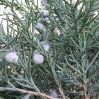 50公分铅笔柏的批发价格