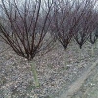 基地4公分榆叶梅小苗的价格