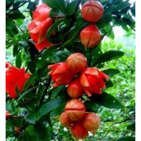 地径8公分花石榴的批发价格是340元