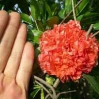 地径2公分花石榴的批发价格是10元