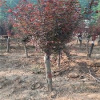 9公分美人梅的装车价格，基地直销