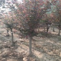 地径6公分美人梅的市场价格