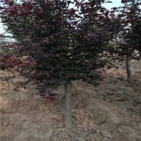 7公分美人梅基地，大量现货，批发价120元