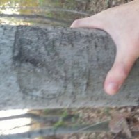 低价供应各种规格枫香