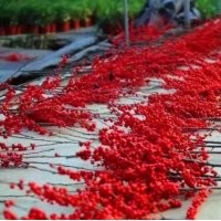 供应北美冬青切枝