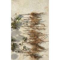 2年生紫斑牡丹种生苗