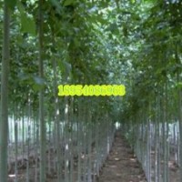 济宁绿化苗木基地长期供应3到40公分白蜡