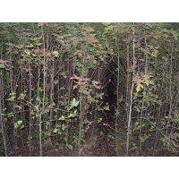 2公分枫香,一年枫香小苗